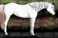 Horse Color:Brown Dun Splash Appaloosa Rabicano 