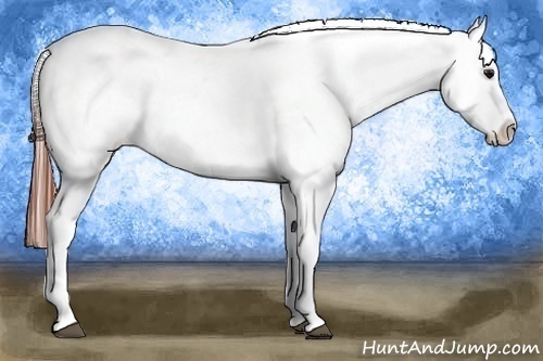 Horse Color:Bay Splash Varnish 