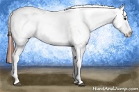Horse Color:Bay Splash Varnish 