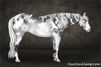 Horse Color:Silver Brown Chinchilla Ice Splash Tobiano