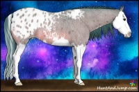 Horse Color:Watercolor Bay Roan Splash Appaloosa 