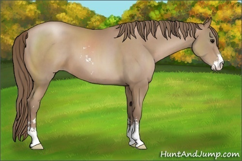 Horse Color:Black Pearl Sabino