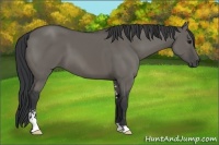 Horse Color:Grullo Sabino 