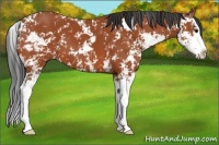 Horse Color:Bay Sabino Splash 