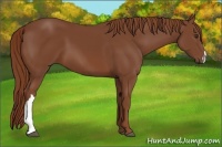 Horse Color:Chestnut 