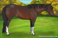 Horse Color:Bay 