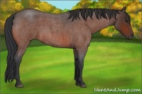 Horse Color:Bay Roan 