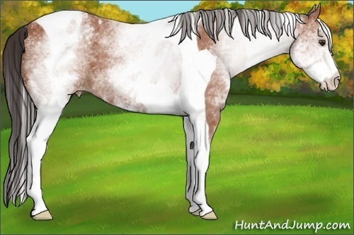 Horse Color:White Spotted Bay Tobiano Appaloosa