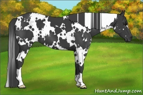 Horse Color:White Spotted Smoky Black