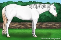 Horse Color:Buckskin Dun Splash Near Leopard 