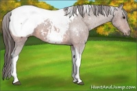 Horse Color:Bay Tobiano Appaloosa