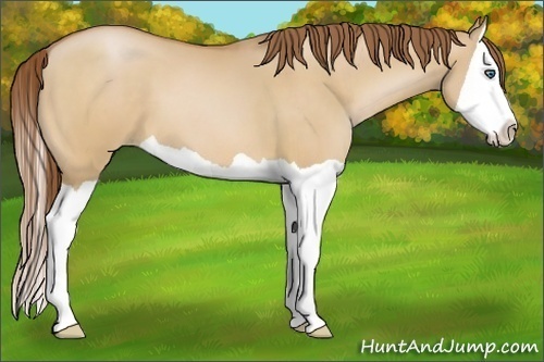 Horse Color:Bay Pearl Dun Splash 