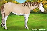 Horse Color:Bay Pearl Dun Splash