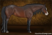 Horse Color:Bay Splash 