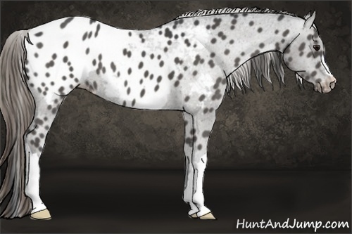 Horse Color:Smoky Black Appaloosa 
