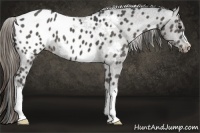 Horse Color:Smoky Black Appaloosa