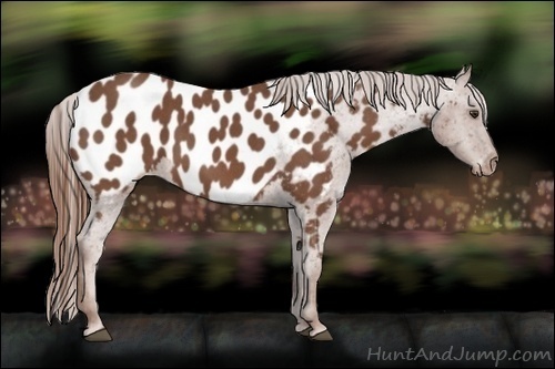Horse Color:Red Roan Appaloosa
