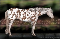 Horse Color:Red Roan Appaloosa 