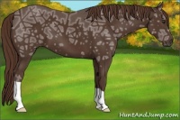 Horse Color:Liver Chestnut Ice 