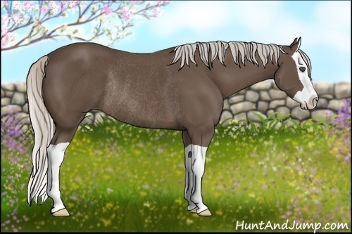 Horse Color:Silver Black Splash Rabicano