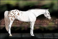 Horse Color:Buckskin Appaloosa Rabicano 