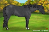 Horse Color:Blue Roan 