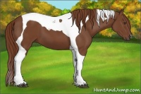 Horse Color:Chestnut Tobiano 