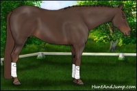 Horse Color:Liver Chestnut Sabino