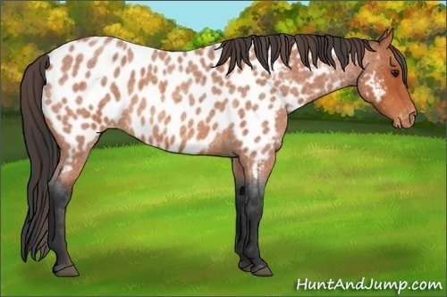 Horse Color:Bay Roan Appaloosa 
