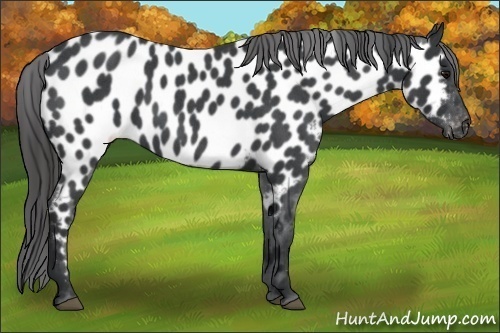 Horse Color:Blue Roan Appaloosa 