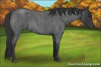 Horse Color:Blue Roan 
