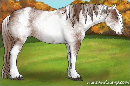 Horse Color:White Spotted Chestnut Sabino