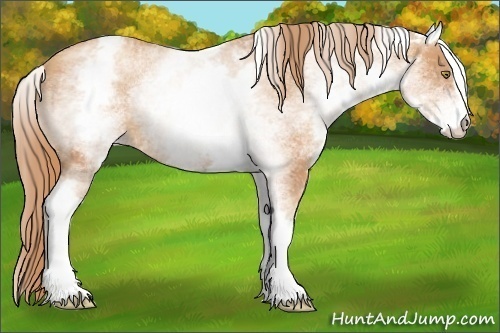 Horse Color:White Spotted Gold Champagne Sabino 