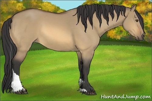 Horse Color:Buckskin Dun Tobiano