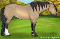 Horse Color:Buckskin Dun Tobiano
