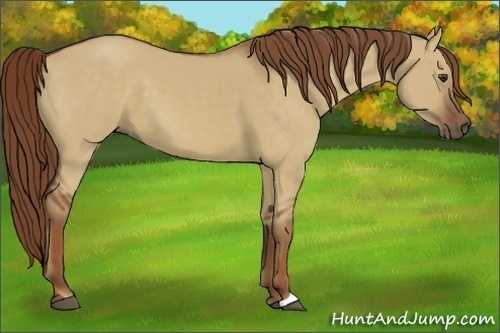 Horse Color:Red Dun 