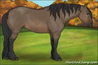 Horse Color:Brown Dun Rabicano and Brown Dun Rabicano