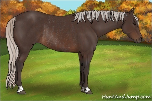 Horse Color:Silver Brown Rabicano  and Silver Brown Rabicano 