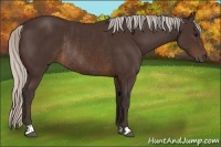 Horse Color:Silver Brown Rabicano and Silver Brown Rabicano