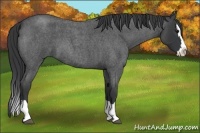 Horse Color:Blue Roan Splash