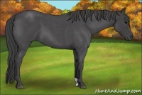Horse Color:Smoky Blue Roan 