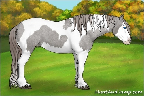 Horse Color:Grullo Splash Tobiano Appaloosa