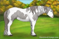 Horse Color:Grullo Splash Tobiano Appaloosa 