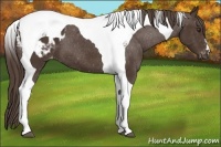Horse Color:Liver Chestnut Tobiano Appaloosa 