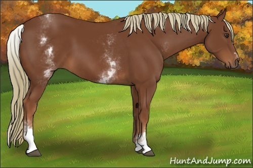 Horse Color:White Spotted Chestnut Sabino