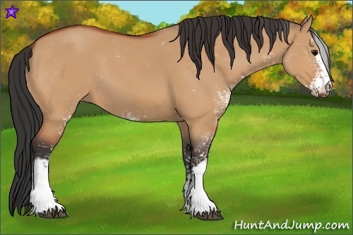 Horse Color:Bay Dun Sabino