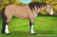 Horse Color:Bay Dun Sabino 