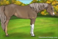 Horse Color:Chocolate Palomino 
