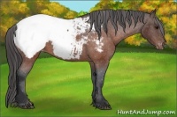 Horse Color:Brown Appaloosa