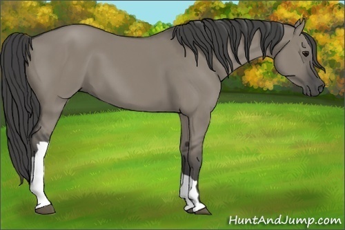 Horse Color:Smoky Grullo 